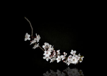 Timo Suutarinen: Kirsikankukkien kaupunki