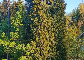 Ihminen – luonnon luokittelija?