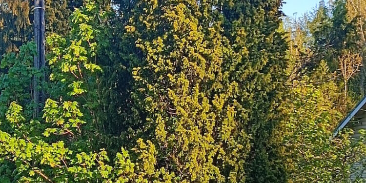 Ihminen – luonnon luokittelija?